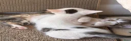 Mixed Breed cats for sale: 4 bouncy, happy kittens - Advert 37