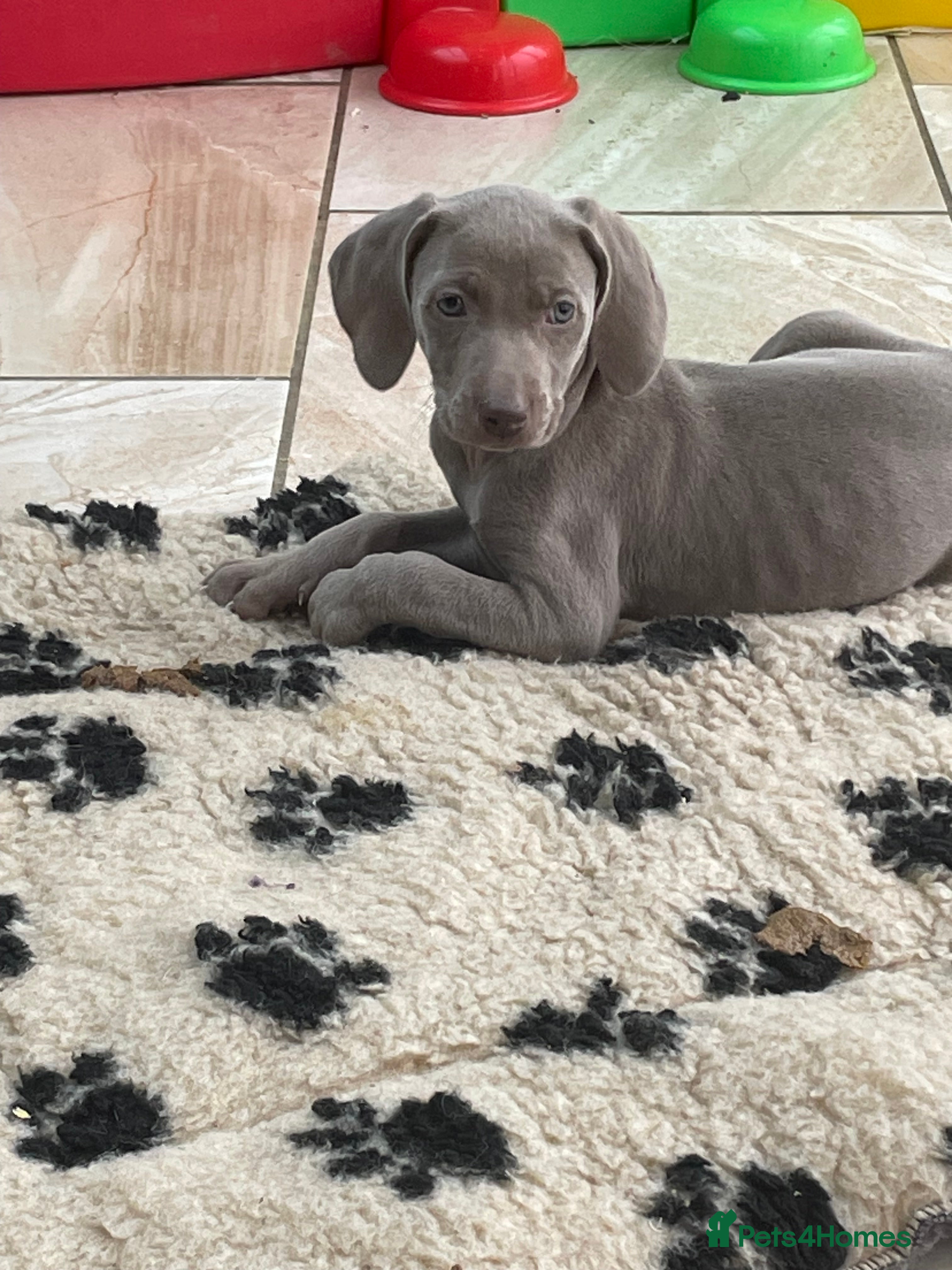 Weimaraner dogs Weimaraner kc registered  - Advert 2