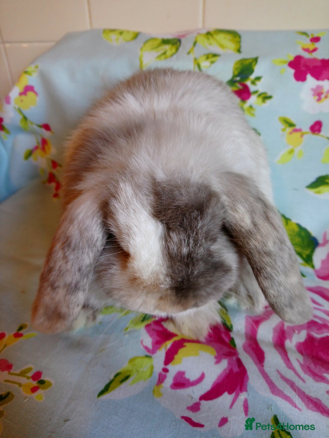Mini Lop rabbits for sale: Pedigree Mini Lops - Advert 8