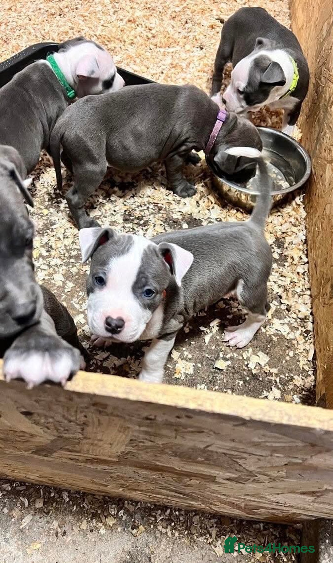 Staffordshire Bull Terrier dogs for sale: 🐶🐾Staffordshire puppies ❤️🐶 - Image 1