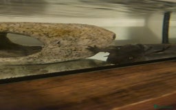 Axolotl reptiles for sale: Male Axalotl  - Advert 3