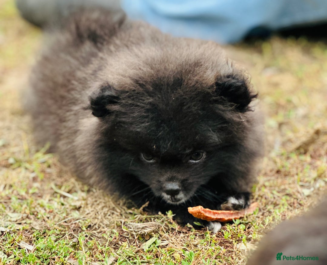 Pomeranian dogs for sale: Perfect poms - Image 4