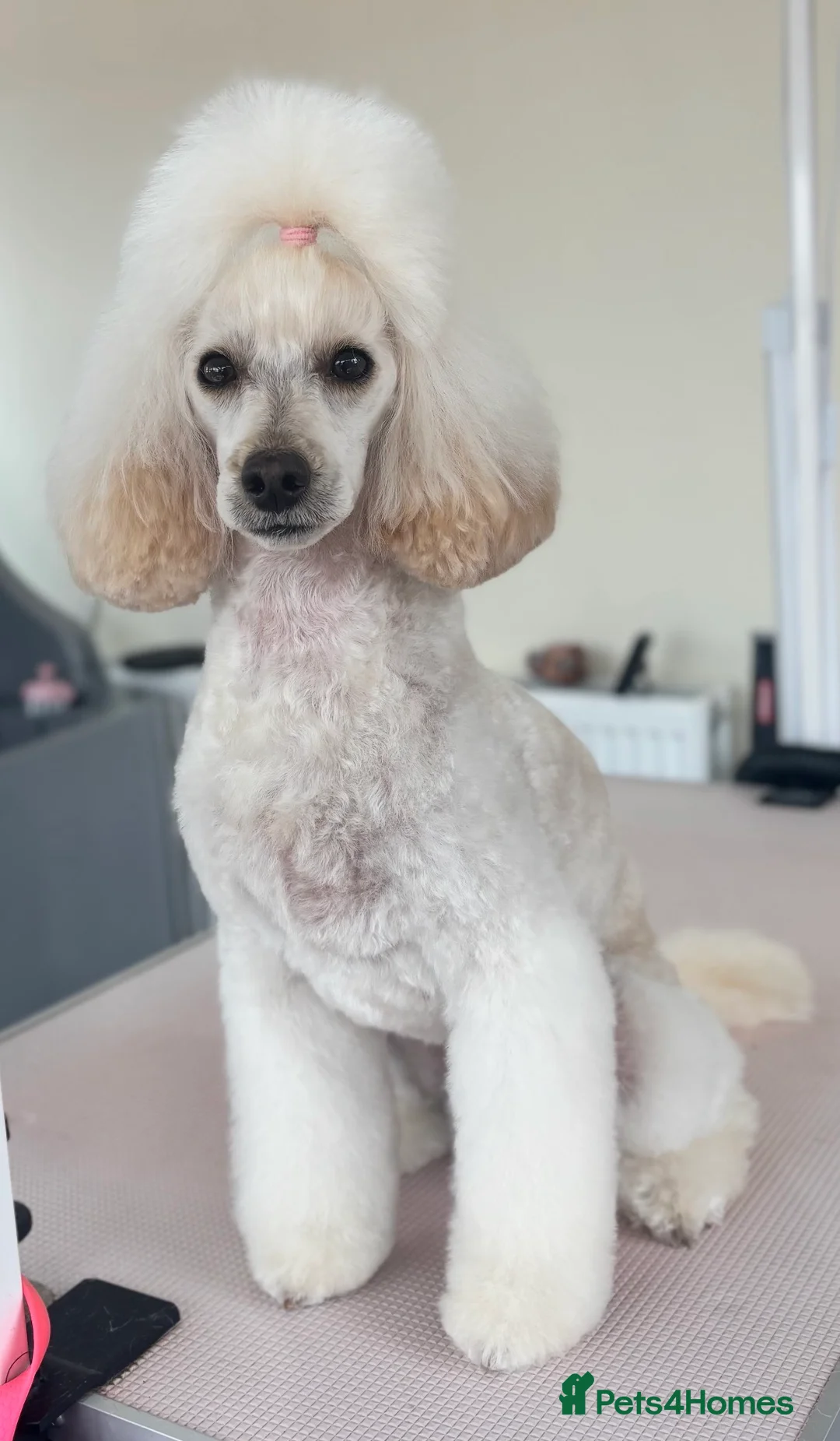 Cockapoo dogs for sale: ✨Stunning F1 Cockapoo Puppies✨ Doncaster 📍 - Advert 15