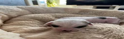 Chinese Crested dogs for sale: Lovely Chinese crested puppies for sale  - Advert 6