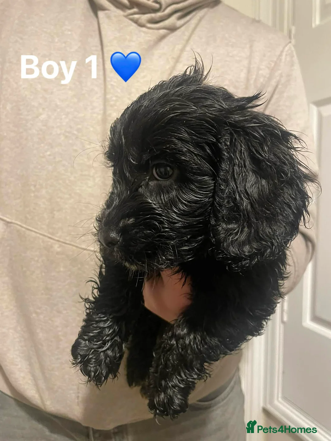 Cockapoo dogs for sale: Cockapoo Puppies (2 Boys, 2 Girls) - Advert 9