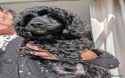 Miniature Poodle dogs for sale: Beautiful KC registered miniature poodles  - Image 10
