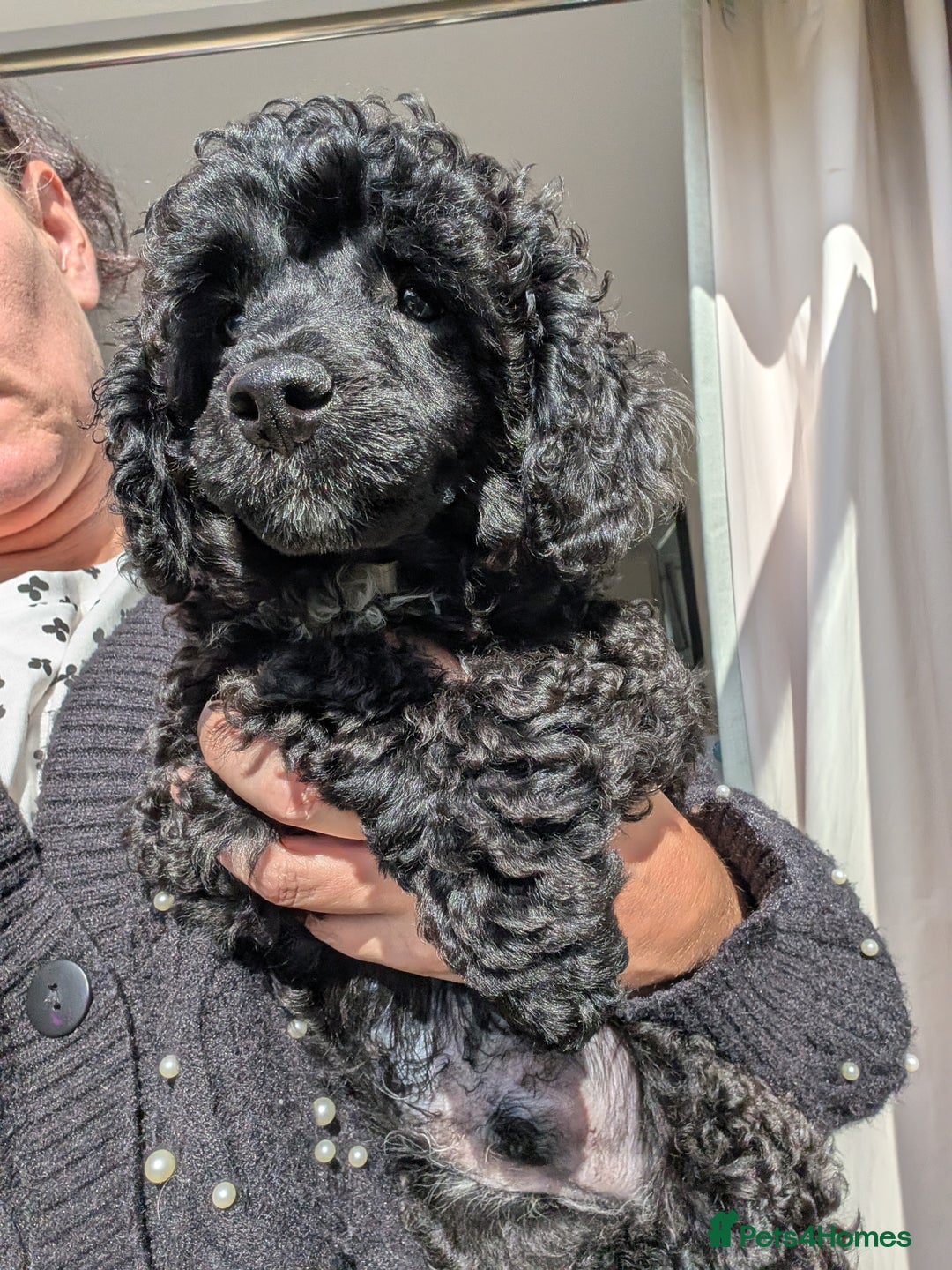 Miniature Poodle dogs for sale: Beautiful KC registered miniature poodles  - Image 10