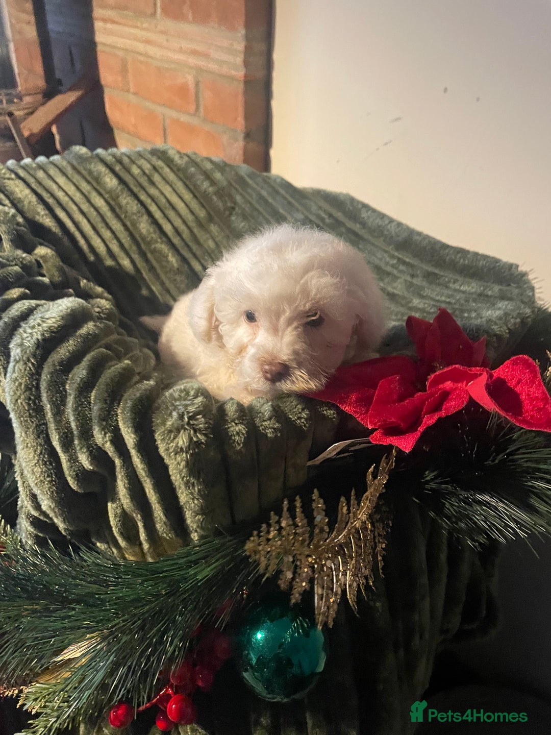 Miniature Poodle dogs for sale: Beautiful miniature poodle puppies  - Advert 9