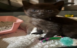 Mixed Breed cats for sale: Beautiful kittens  - Image 2