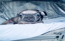 French Bulldog dogs for sale: French Bulldogs  - Image 8