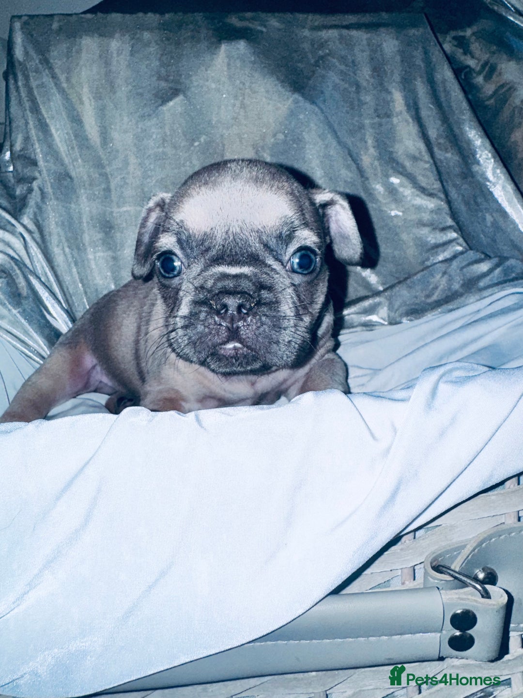 French Bulldog dogs for sale: French Bulldogs  - Image 8
