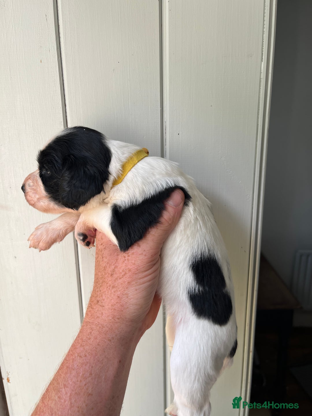 English Springer Spaniel dogs for sale: KC registered English springer spaniel puppies  in Bedale - Image 22