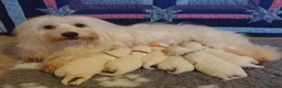 Coton De Tulear dogs for sale: K.C. Reg. Coton de Tulear, health tested parents - Advert 5