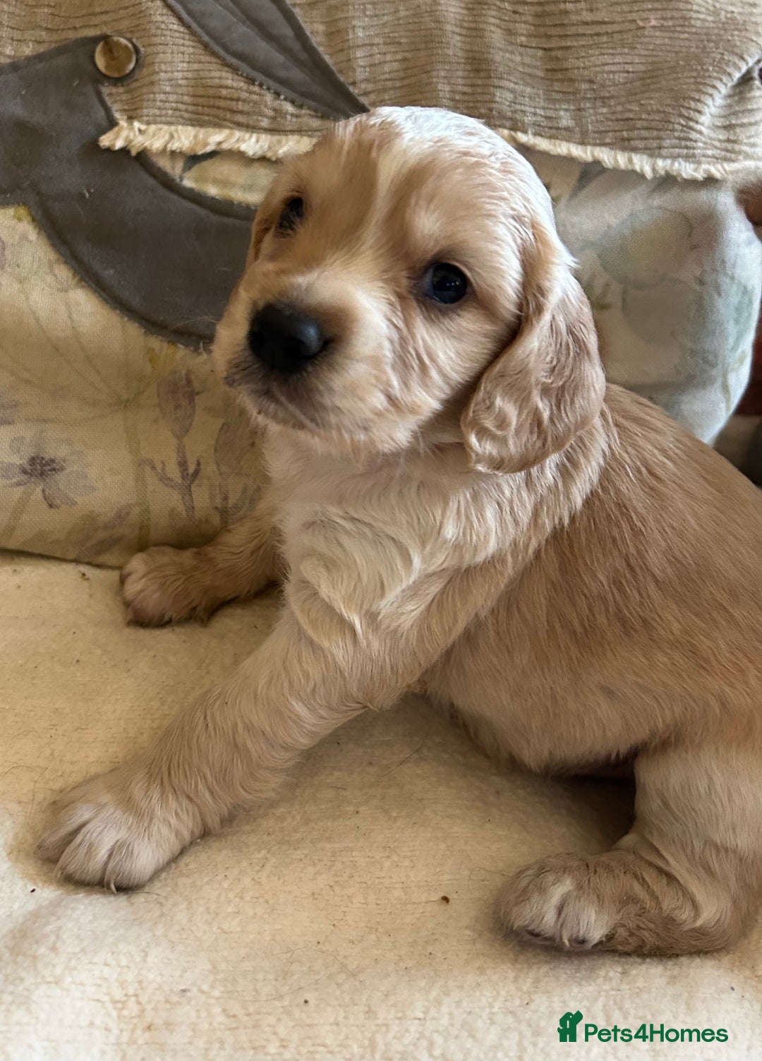 Cocker Spaniel dogs for sale: STUNNING WORKING COCKER SPANIEL PUPS - Advert 18