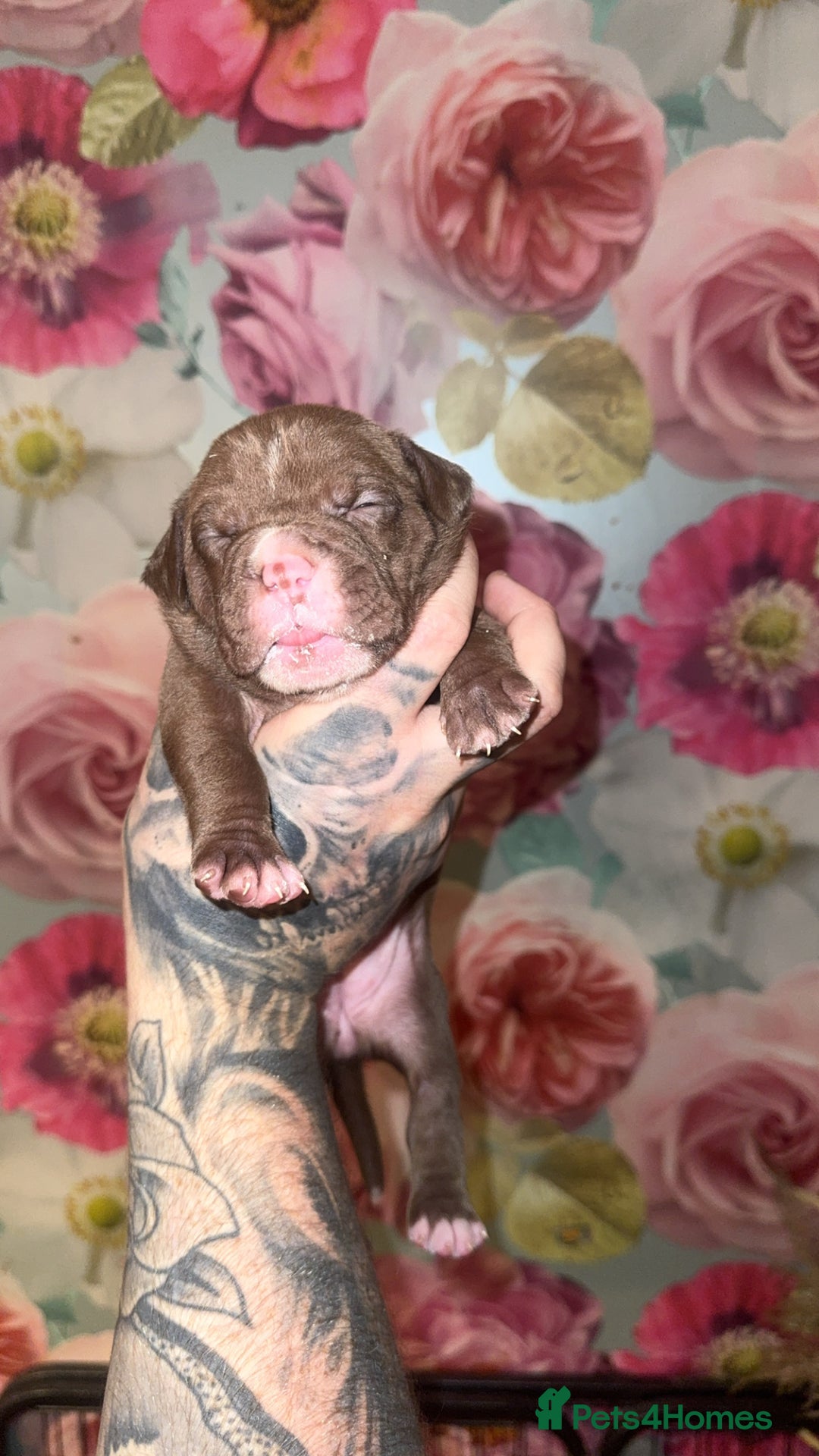 American Bully dogs for sale: American Bully Pups - Image 26