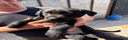 Huntaway dogs for sale: Beautiful Huntaway X Collie Pups - Advert 18