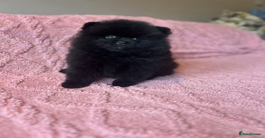 Pomeranian dogs - Advert 5