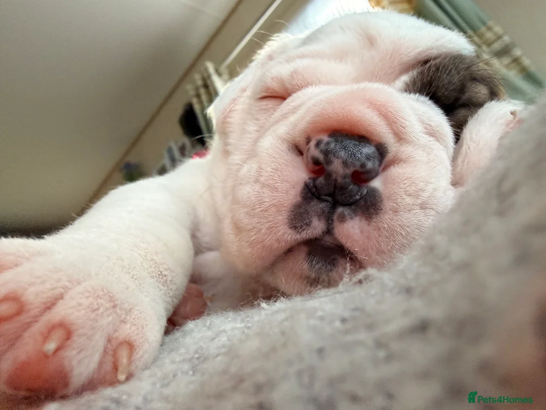 English Bulldog dogs for sale: Bulldogs  in Sandown - Advert 12
