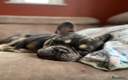 French Bulldog dogs for sale: 2 yr old tan French bulldog - Image 6