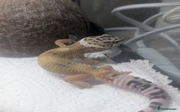 British Giant rabbits for sale: Leopard gekos  - Image 3