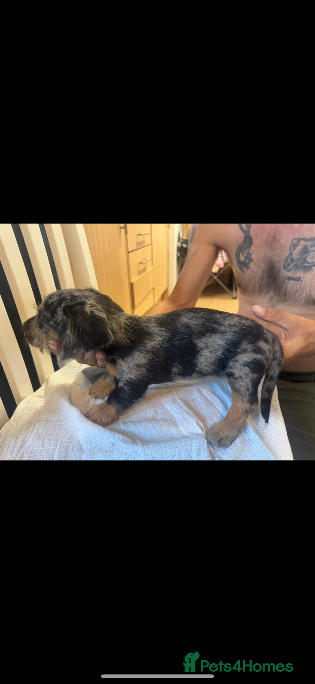 Dachshund dogs for sale: 4 Dachshund puppies for sale  - Image 6