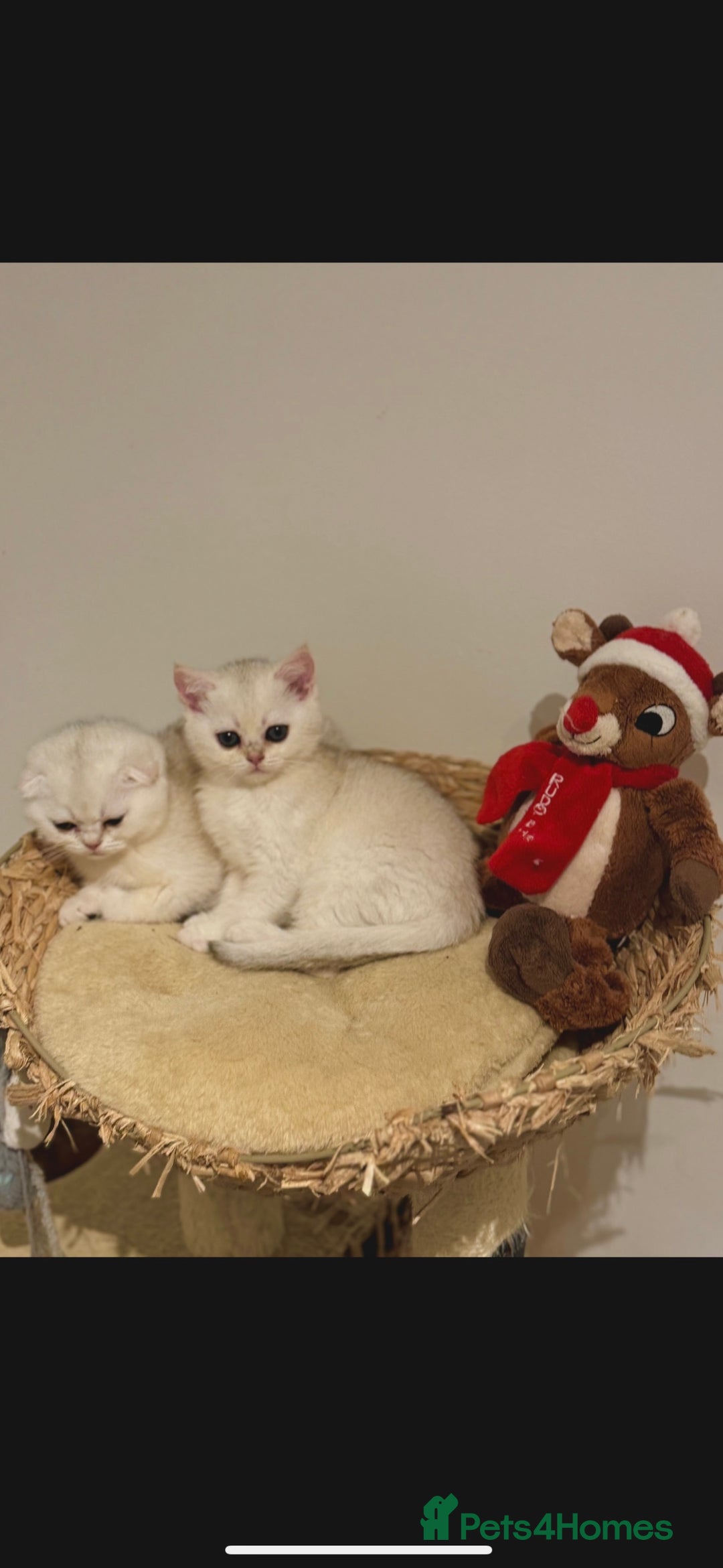 Scottish Fold cats for sale: Scottish purebred Fold and Straight kittens - Advert 9