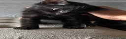 Munchkin cats for sale: Beautiful munchkin  - Advert 4