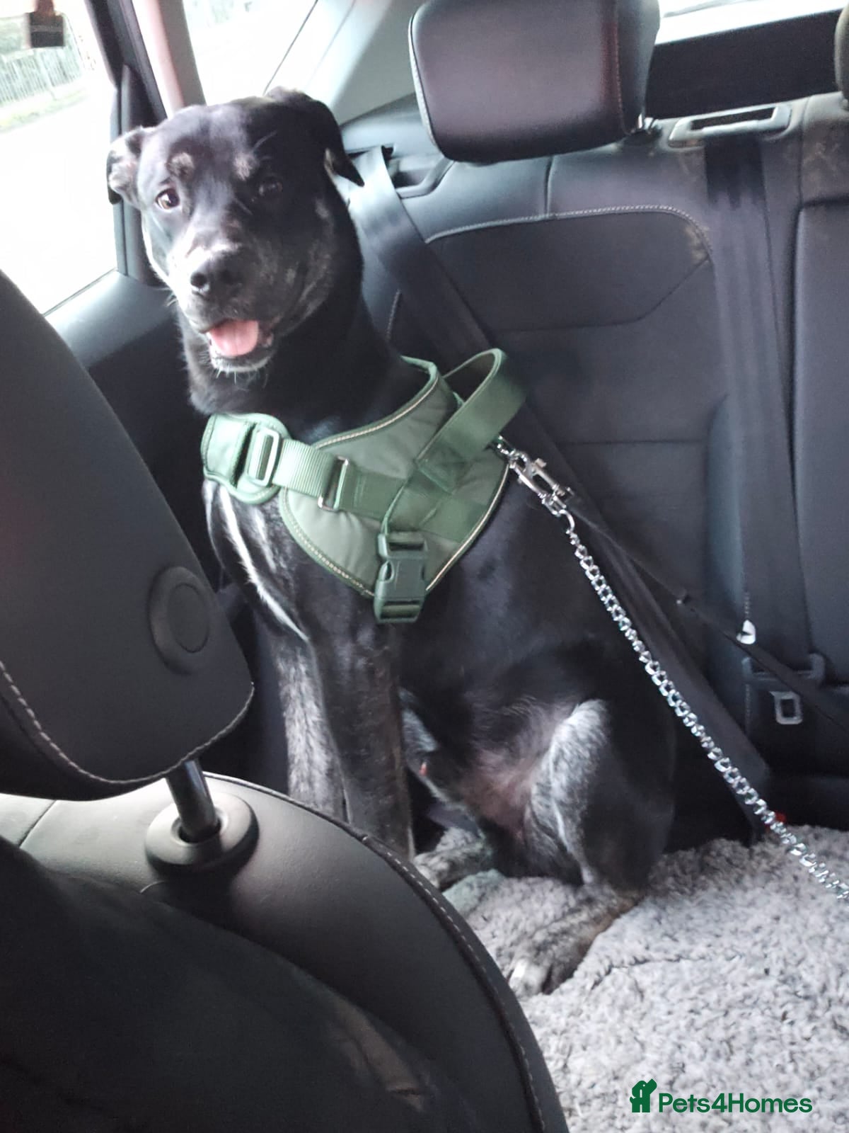 Mixed Breed dogs Spike 13 months old in Coalville - Advert 18