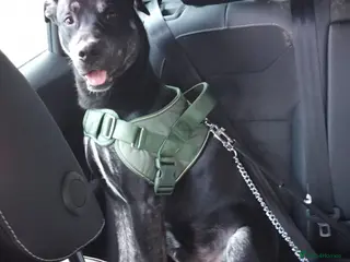 Mixed Breed dogs Spike 13 months old in Coalville - Advert 18