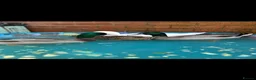 Ducks poultry for sale: 2 Rouen Drakes Looking for Home - Advert 6