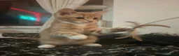 European cats for sale:  FREE ! Loving Cats Need a New Home — Mother & Son - Advert 5