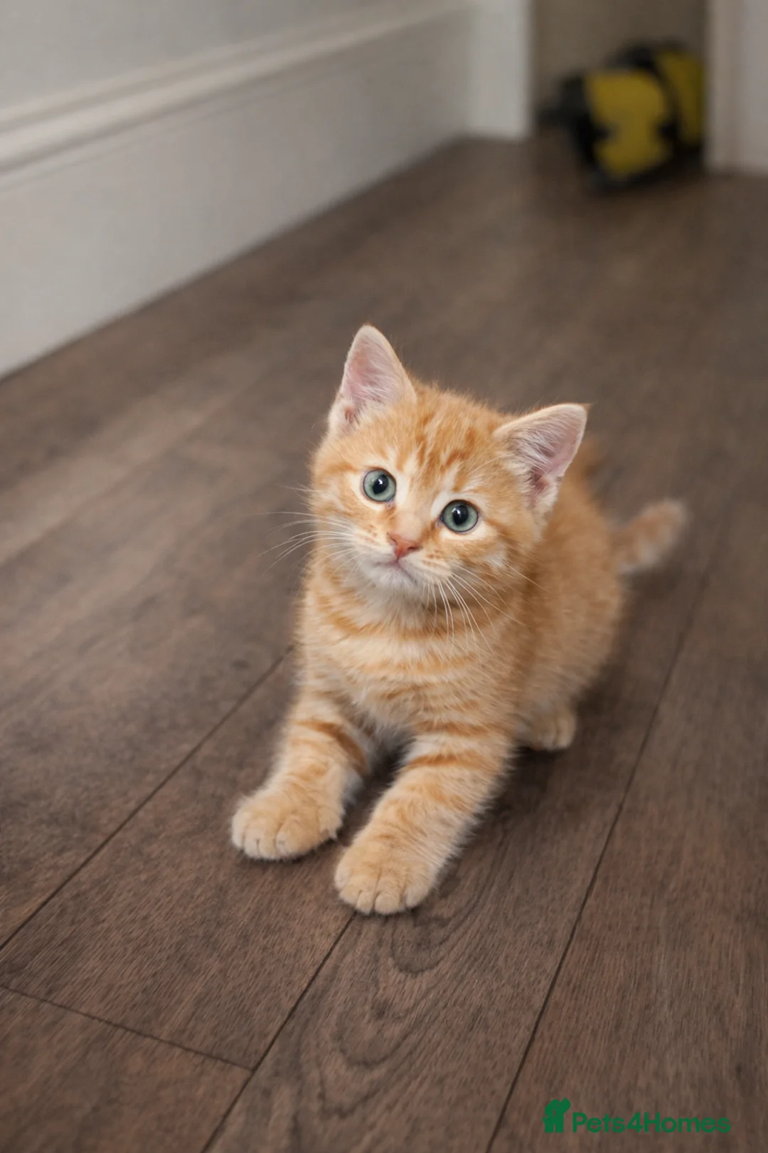 Mixed Breed cats for sale: 3 Tabby kittens for sale  in Birmingham - Advert 3