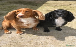 Cocker Spaniel dogs for sale: Exceptionally well bred puppies  - Image 6
