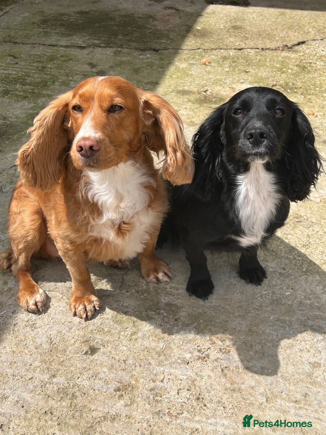 Cocker Spaniel dogs for sale: Exceptionally well bred puppies  - Image 6