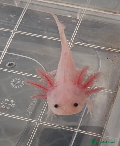 axolotl-pets-animals-for-sale-pets4homes