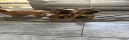 Cocker Spaniel dogs for sale: FULLHEATHTESTED OUTSTANDING SHOWTYPE COCKERSPANIEL in Alton - Advert 18