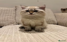 British Longhair cats for sale: British long hair  - Image 6