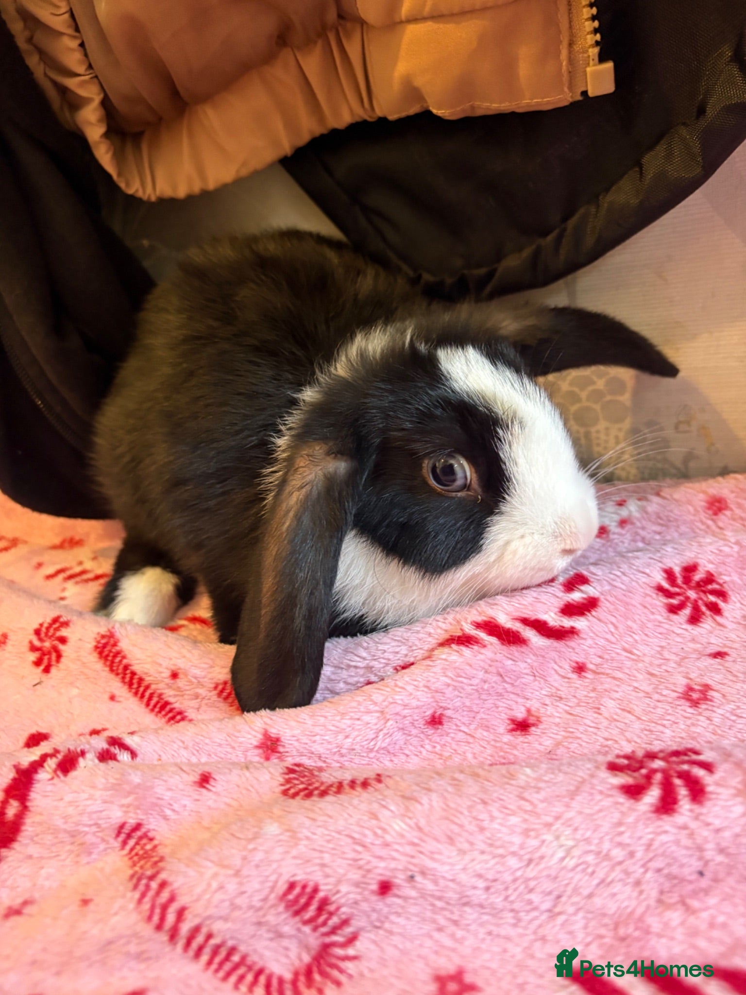 Mini Lion Lop rabbits Beautiful mini lion lop baby bunny rabbits  - Advert 2