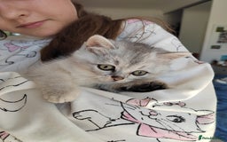Scottish Fold cats for sale: Scottish Kittens 💜 - Image 23