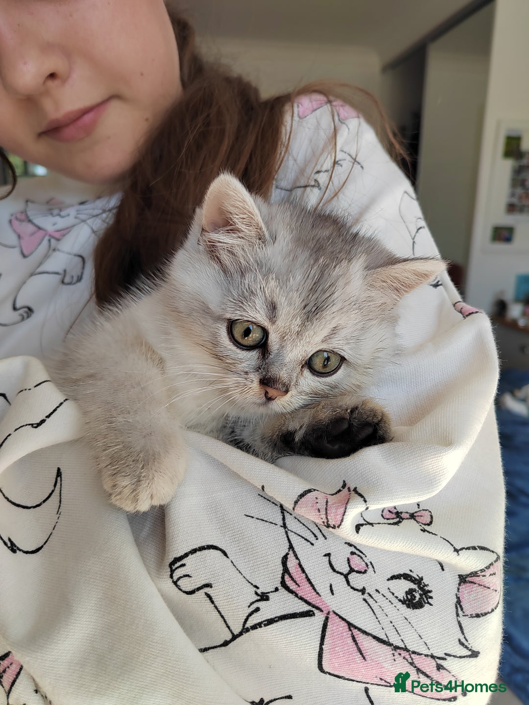 Scottish Fold cats for sale: Scottish Kittens 💜 - Image 23