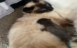 Mixed Breed cats for sale: Ragdoll X kitten for sale  - Image 9