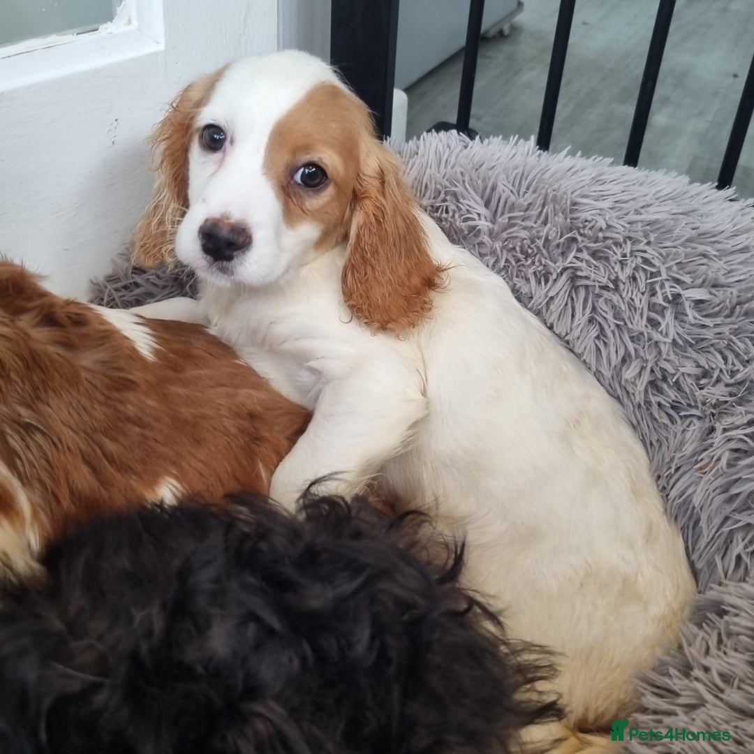 Cavapoo dogs for sale: F1 Cavapoo puppies - Image 11