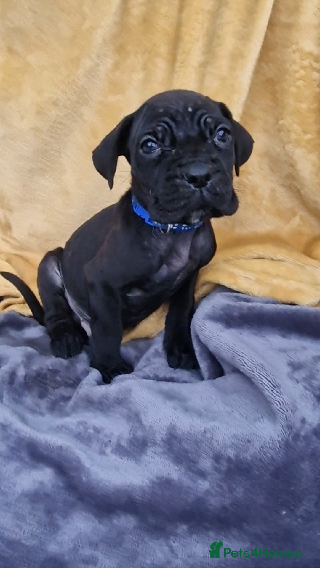 Mixed Breed dogs for sale: Cane Corso X Neapolitan Mastiff mix pups for sale - Advert 14