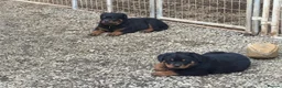 Rottweiler dogs for sale: 🎶Excellent top big 🧸bones quality pups🧸🧸 - Advert 2