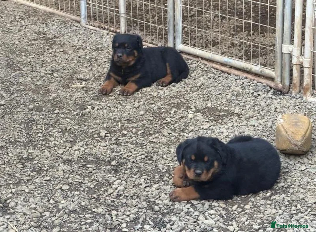 Rottweiler dogs for sale: 🎶Excellent top big 🧸bones quality pups🧸🧸 - Advert 2