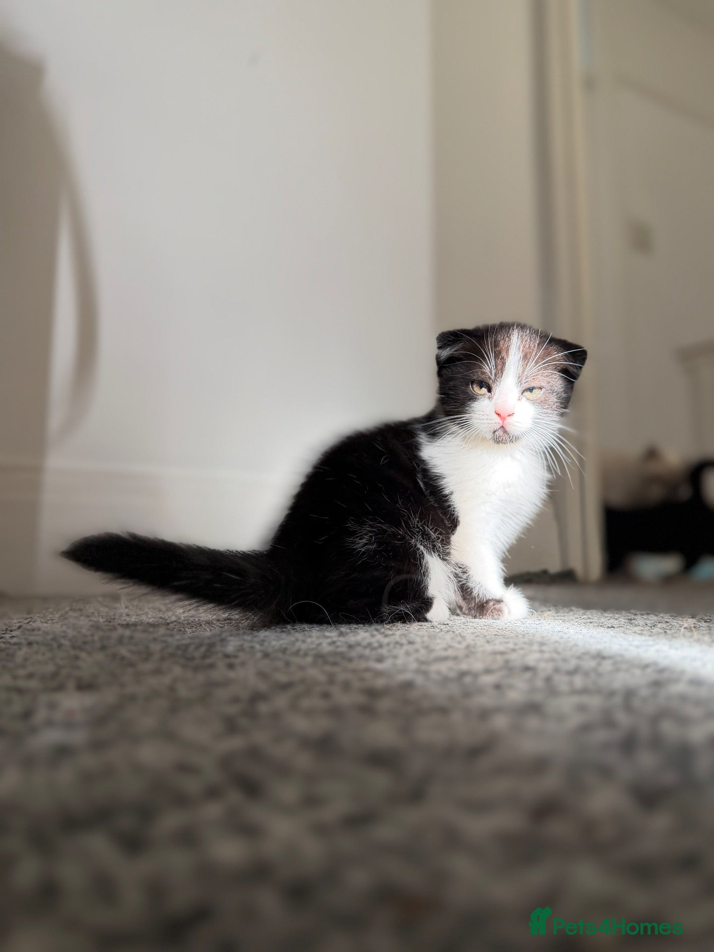 Scottish Fold cats 🖤🤍Adorable Scottish Kitten Ready for Loving Home - Advert 1