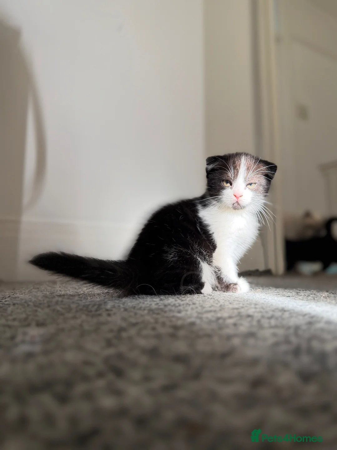 Scottish Fold cats for sale: 🖤🤍Adorable Scottish Kitten Ready for Loving Home - Advert 1