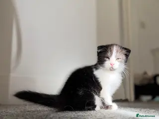 Scottish Fold cats 🖤🤍Adorable Scottish Kitten Ready for Loving Home - Advert 1