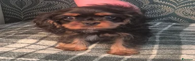 Cavalier King Charles Spaniel 3