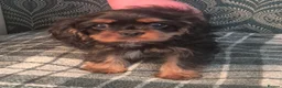 Cavalier King Charles Spaniel dogs for sale: KC Cavalier King Charles Spaniel's puppies  - Advert 2